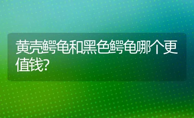 儿子的猫跑丢了该怎么安慰？ | 动物养殖问答