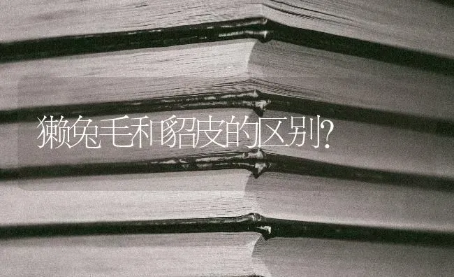 獭兔毛和貂皮的区别？ | 动物养殖问答