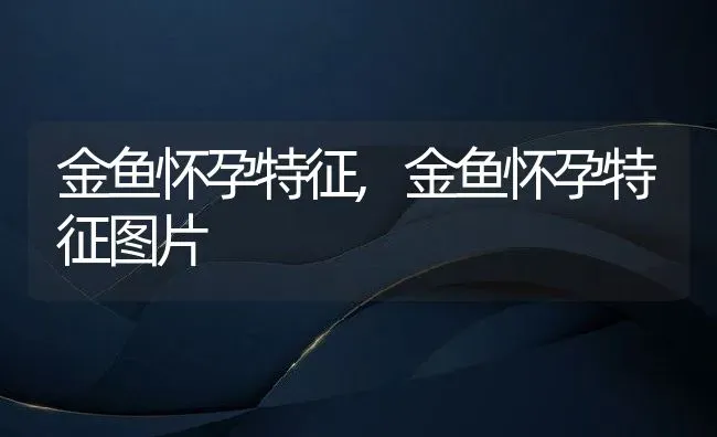 金鱼怀孕特征,金鱼怀孕特征图片 | 宠物百科知识