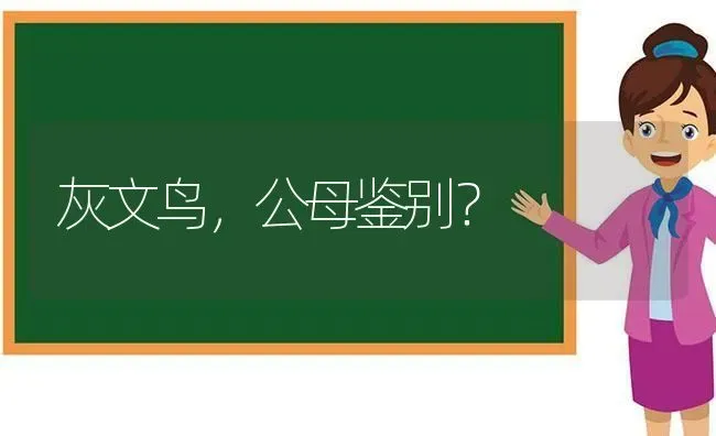 爱尔兰软毛梗的介绍？ | 动物养殖问答