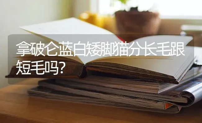 拿破仑蓝白矮脚猫分长毛跟短毛吗？ | 动物养殖问答