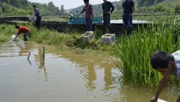 养小龙虾的投食方法