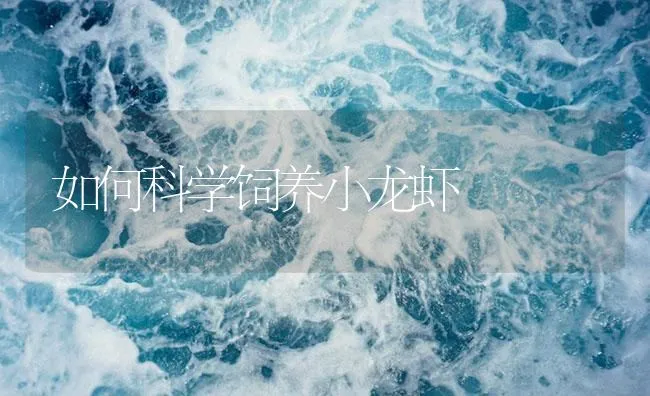 如何科学饲养小龙虾 | 海水养殖技术