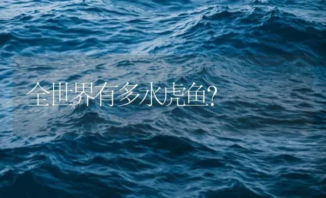 全世界有多水虎鱼？ | 鱼类宠物饲养