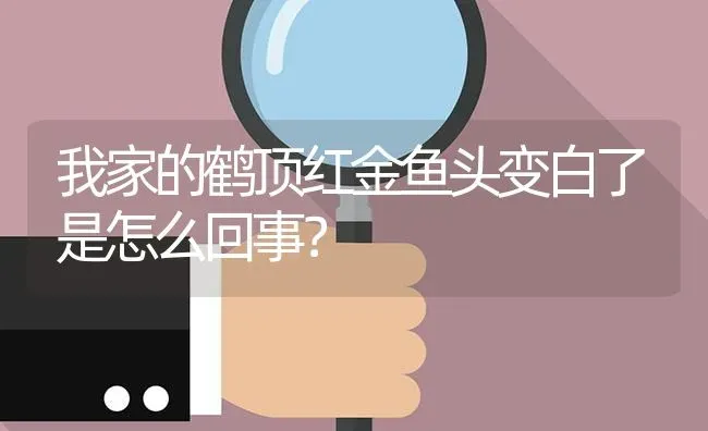 我家的鹤顶红金鱼头变白了是怎么回事？ | 鱼类宠物饲养