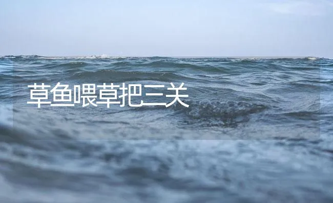 草鱼喂草把三关 | 海水养殖技术