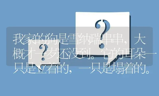 我家的狗是雪纳瑞串串，大概才一岁还没到。它的耳朵一只是立着的，一只是塌着的。请问是怎么回事？ | 动物养殖问答