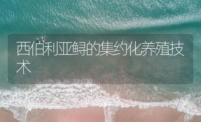 西伯利亚鲟的集约化养殖技术 | 海水养殖技术