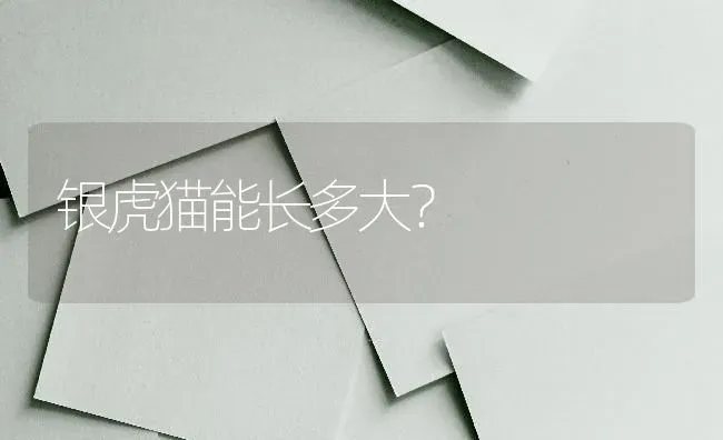 新陀枪师姐里萱萱养的什么猫？ | 动物养殖问答