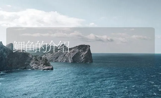 鲤鱼的介绍 | 海水养殖技术