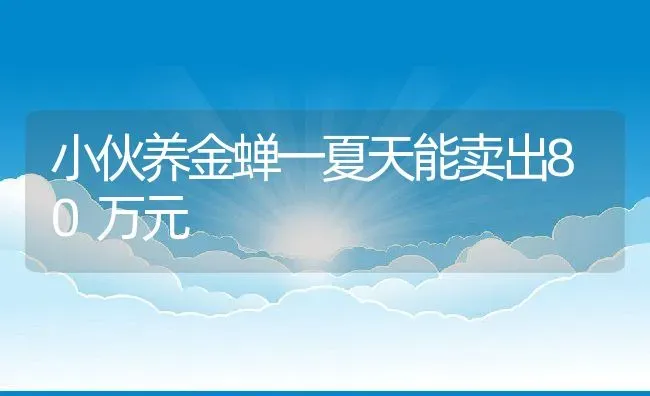 小伙养金蝉一夏天能卖出80万元 | 动物养殖教程