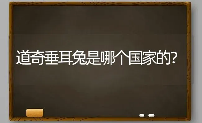 道奇垂耳兔是哪个国家的？ | 动物养殖问答