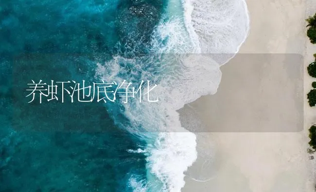 养虾池底净化 | 海水养殖技术