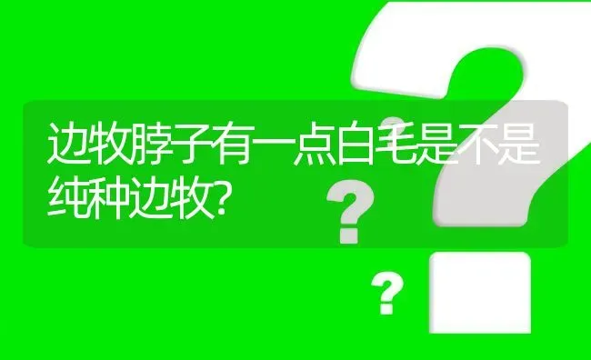 边牧脖子有一点白毛是不是纯种边牧？ | 动物养殖问答