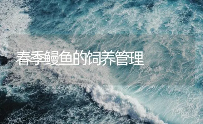 春季鳗鱼的饲养管理 | 海水养殖技术