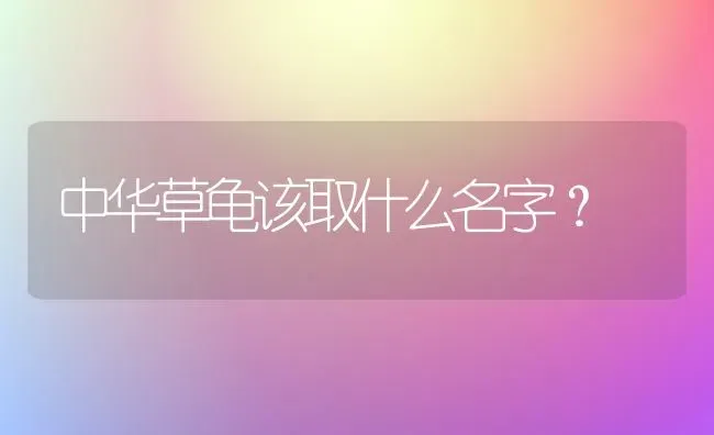 中华草龟该取什么名字？ | 动物养殖问答