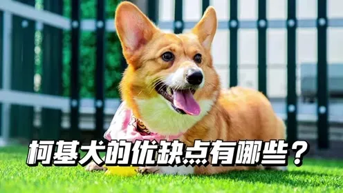 柯基犬的优缺点,柯基优缺点？