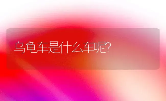 乌龟车是什么车呢？ | 动物养殖问答