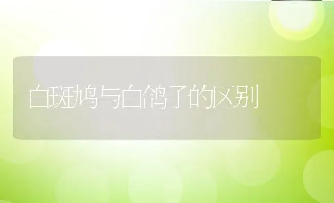 白斑鸠与白鸽子的区别 | 动物养殖百科