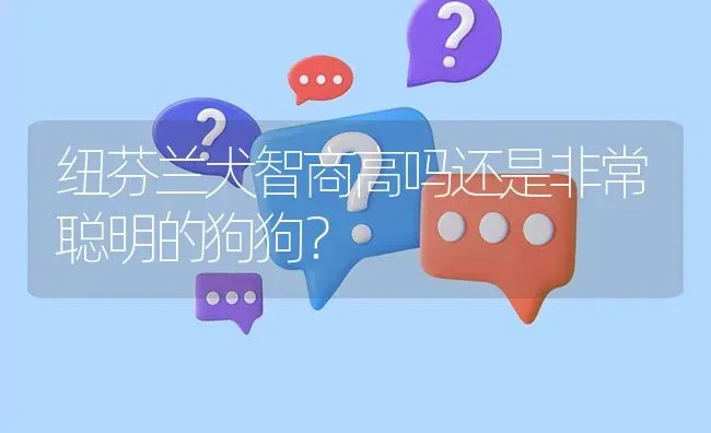 纽芬兰犬智商高吗还是非常聪明的狗狗？ | 动物养殖问答