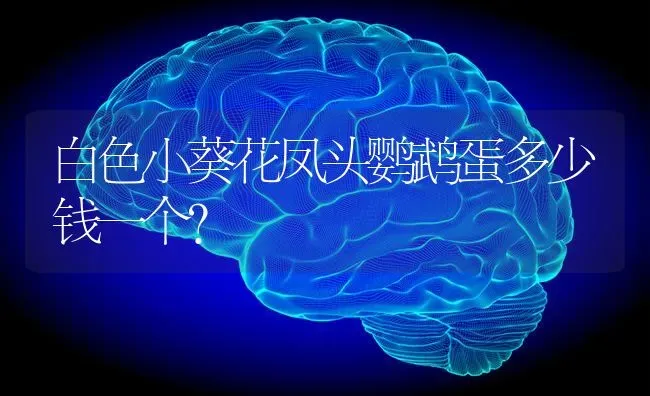 白色小葵花凤头鹦鹉蛋多少钱一个？ | 动物养殖问答