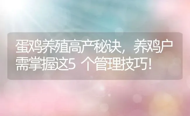 蛋鸡养殖高产秘诀，养鸡户需掌握这5个管理技巧！ | 动物养殖百科