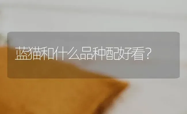 蓝猫和什么品种配好看？ | 动物养殖问答