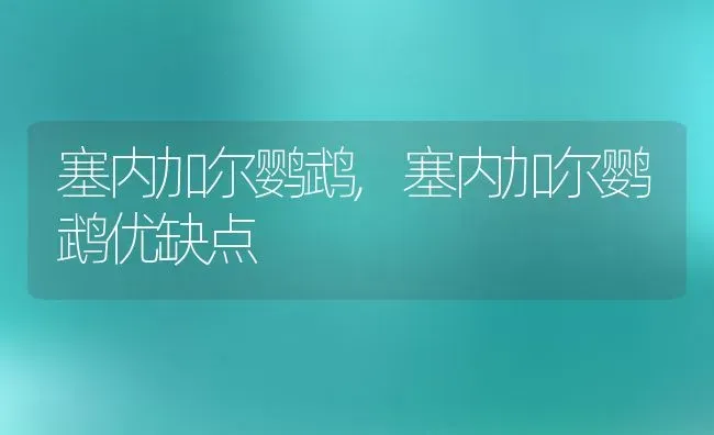 塞内加尔鹦鹉,塞内加尔鹦鹉优缺点 | 宠物百科知识