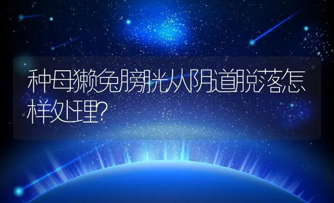 种母獭兔膀胱从阴道脱落怎样处理？ | 水产养殖知识