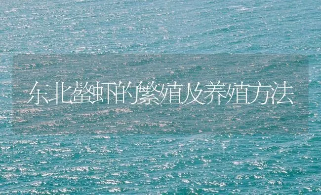 东北螯虾的繁殖及养殖方法 | 海水养殖技术