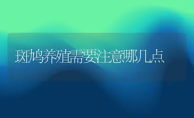 斑鸠养殖需要注意哪几点 | 动物养殖百科