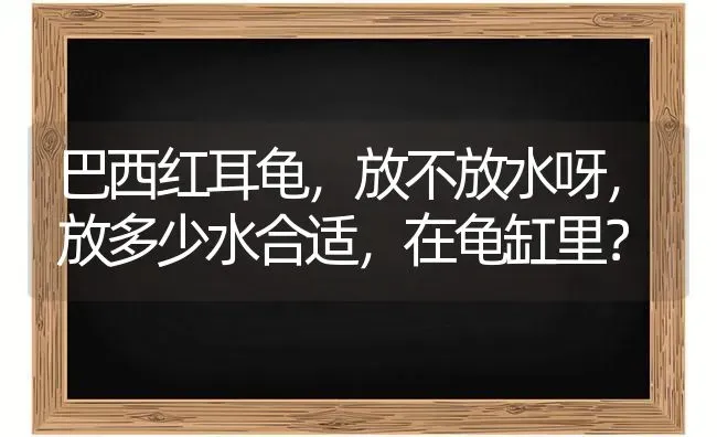 巴西红耳龟，放不放水呀，放多少水合适，在龟缸里？ | 动物养殖问答