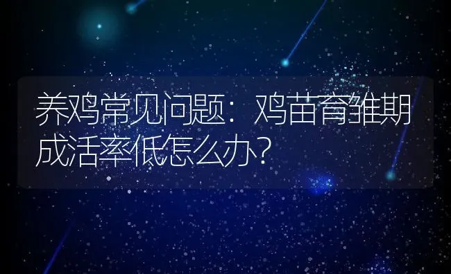 养鸡常见问题：鸡苗育雏期成活率低怎么办？ | 动物养殖百科