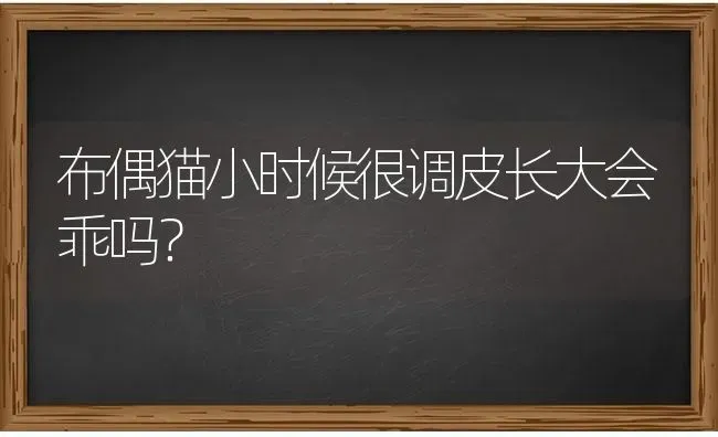 布偶猫小时候很调皮长大会乖吗？ | 动物养殖问答