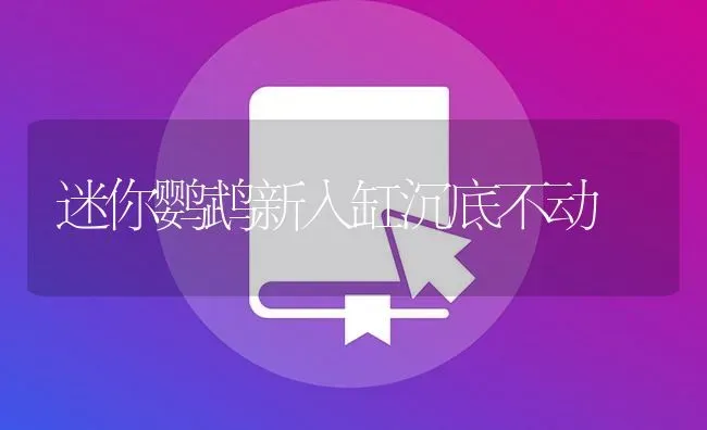 迷你鹦鹉新入缸沉底不动 | 鱼类宠物饲养