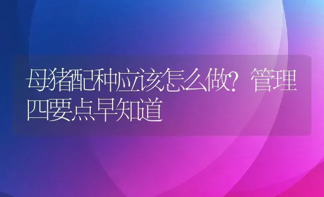 母猪配种应该怎么做？管理四要点早知道 | 动物养殖教程