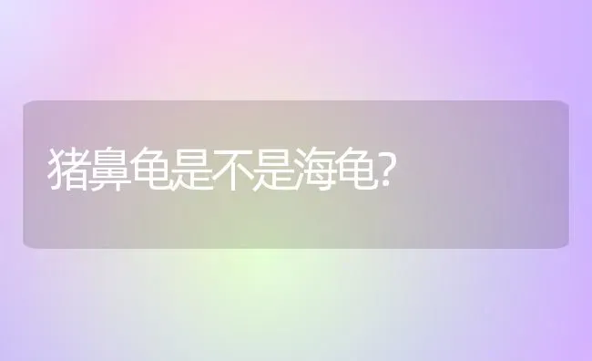 猪鼻龟是不是海龟？ | 动物养殖问答