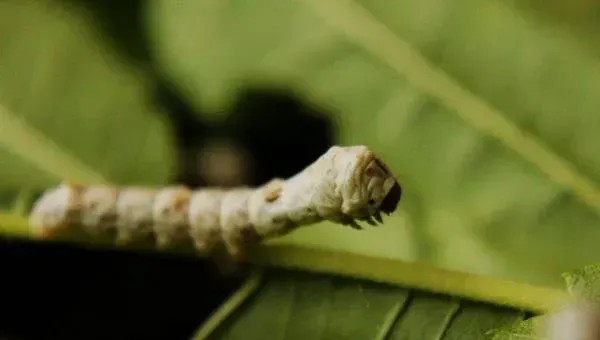 家蚕眠起处理技术