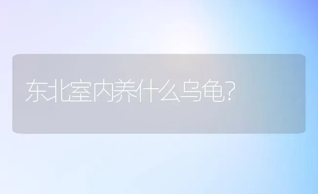 东北室内养什么乌龟？ | 动物养殖问答