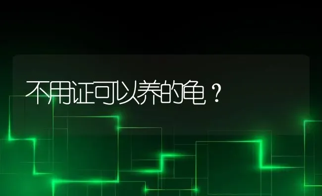 不用证可以养的龟？ | 动物养殖问答