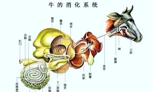 牛的生理解剖图