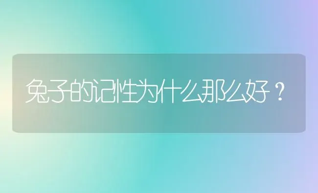 兔子的记性为什么那么好？ | 动物养殖问答