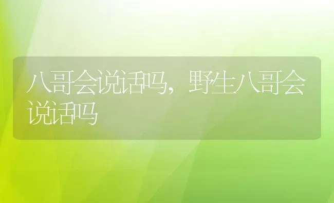 八哥会说话吗,野生八哥会说话吗 | 宠物百科知识