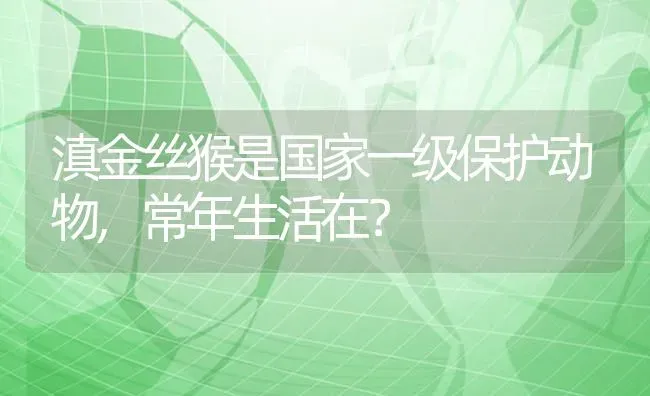 滇金丝猴是国家一级保护动物,常年生活在？ | 动物养殖问答