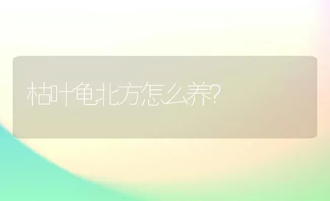 枯叶龟北方怎么养？ | 动物养殖问答