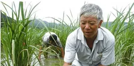 高温季节外塘养殖甲鱼应对方法