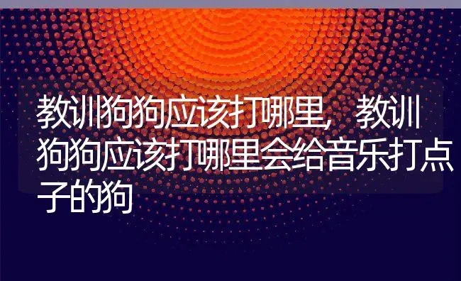 教训狗狗应该打哪里,教训狗狗应该打哪里会给音乐打点子的狗 | 宠物百科知识