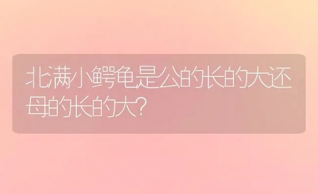 北满小鳄龟是公的长的大还母的长的大？ | 动物养殖问答