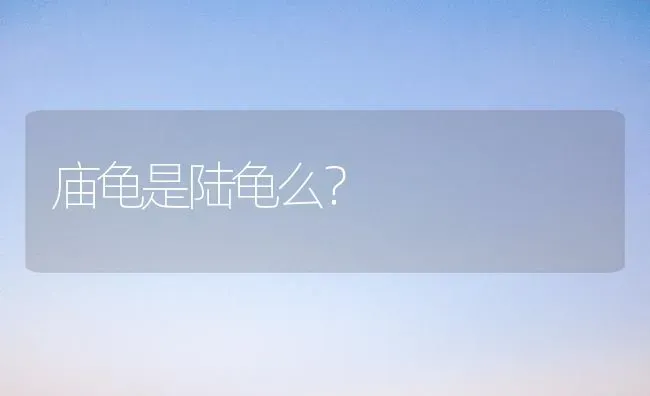 庙龟是陆龟么？ | 动物养殖问答