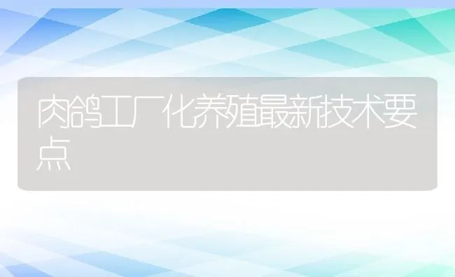 肉鸽工厂化养殖最新技术要点 | 动物养殖学堂